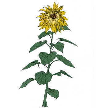 Music To Watch Seeds Grow By 007: Sunflowers
