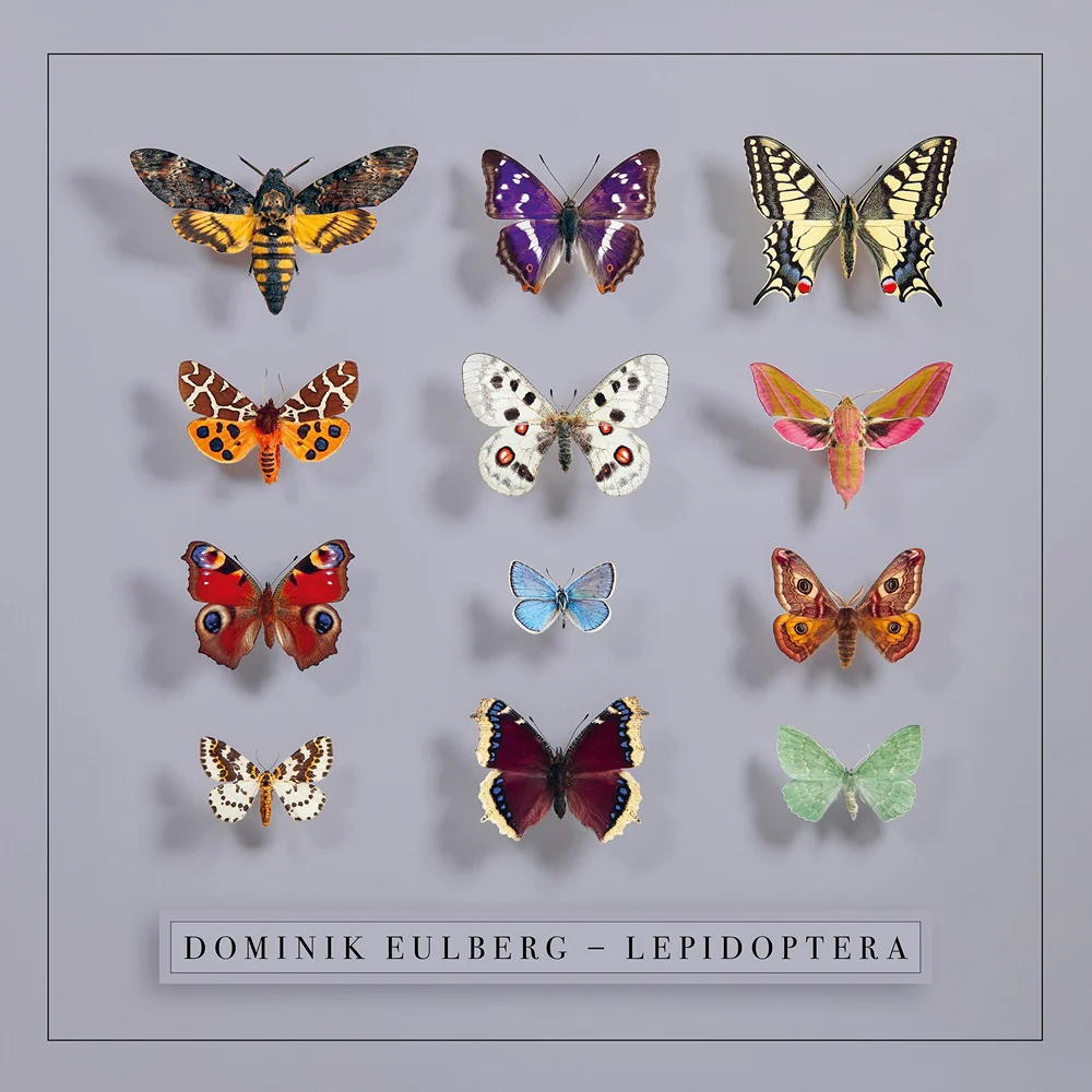 Lepidoptera
